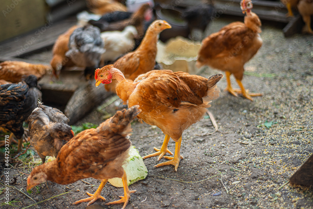 young hens in the yard, breeding chickens in households, multicolored