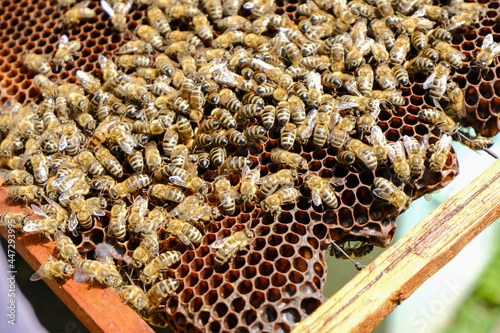 Bee frame with honeycombs and bees on the background of a wooden beehive.