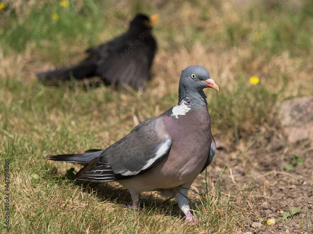 Side view of common wood pigeon walking on a lawn with a blackbird in the blurred background Side view of common wood pigeon walking on a lawn with a blackbird in the blurred background