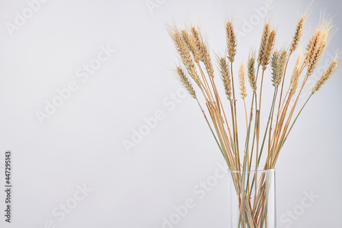 Glass vase of dry wheat rye spikelets isolated on white background.