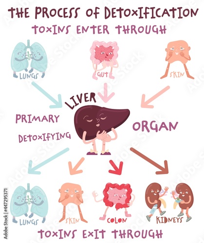 The process of detoxification. Portrait poster with infographics