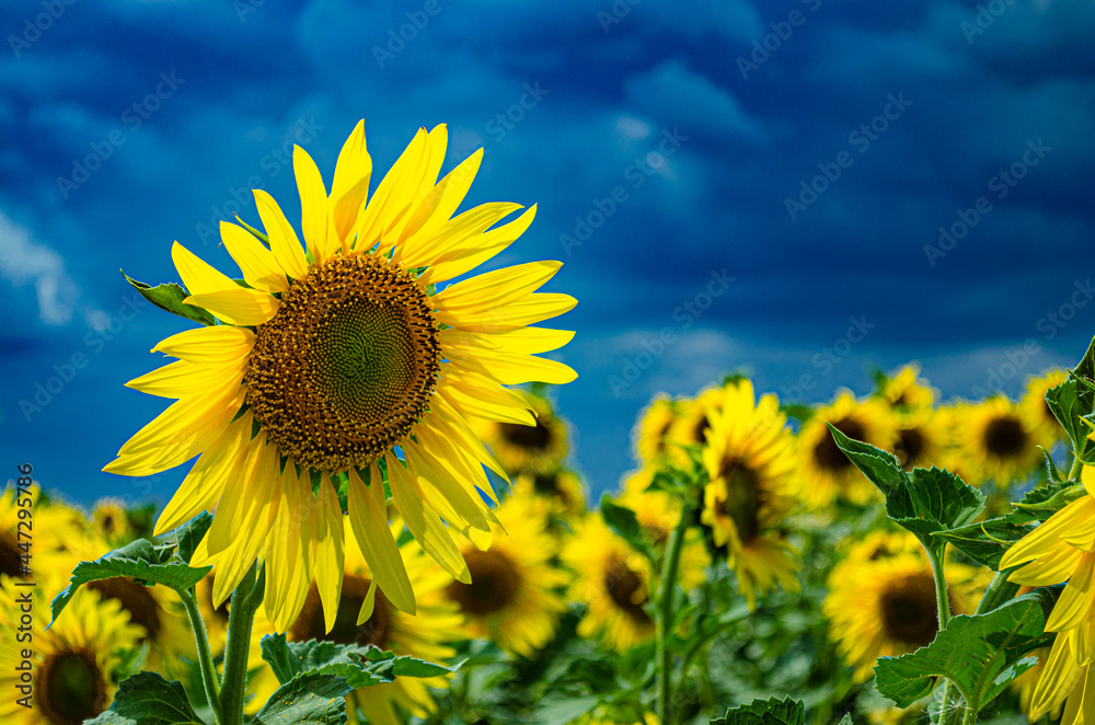 Sunflower close-up with blue clouds before a thunderstorm Sunflower close-up with blue clouds before a thunderstorm
