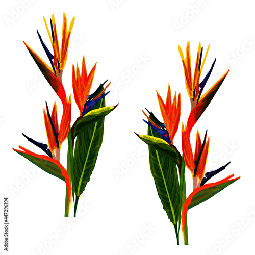 exotic flower, a flower of bright orange, blue,green,yellow colors