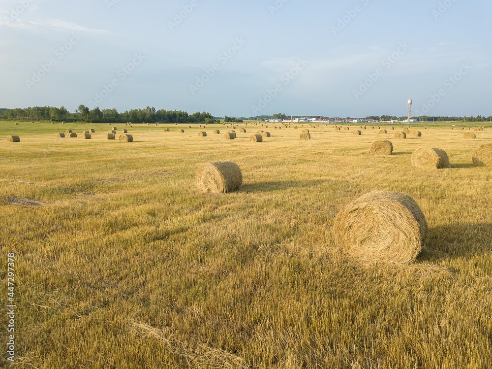 Drone view of an agricultural field made of yellow round large bales after harvesting, side view. Rolls of straw, bales of straw in an agricultural field. Collecting hay on a summer field.