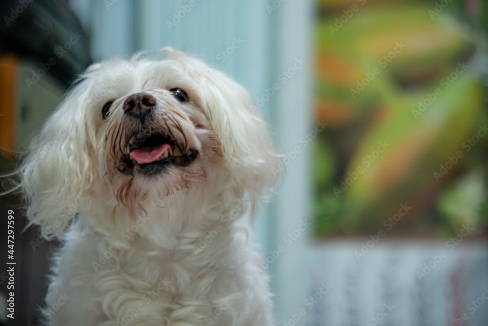 cute white dog with a happy face