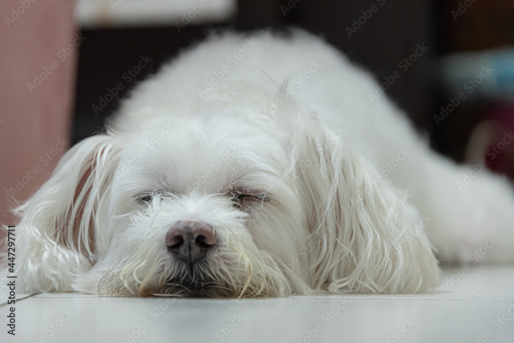 cute white dog portrait who is laying on the floor and sweetly sleeping cute white dog portrait who is laying on the floor and sweetly sleeping
