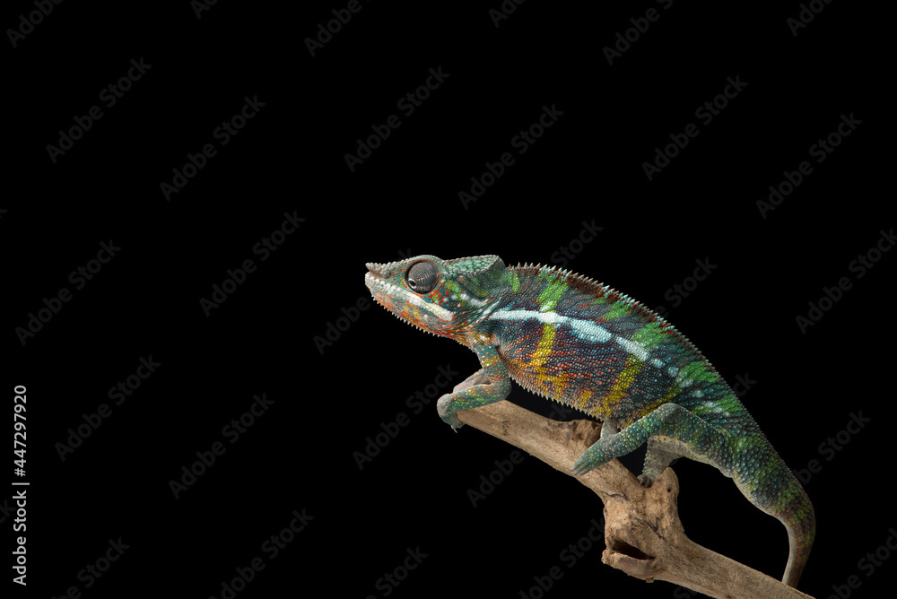 Naklejka premium Rainbow Panther chameleon isolated on black background