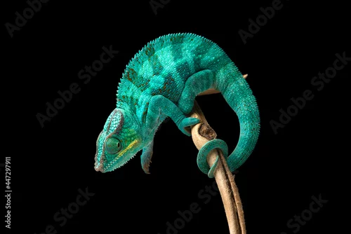 Fototapeta na wymiar Rainbow  Panther chameleon isolated on black background
