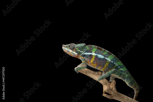 Rainbow Panther chameleon isolated on black background