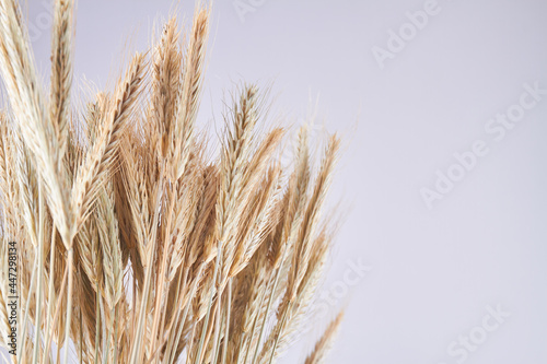 Ripe rye or wheat spikelets isolated on white background.