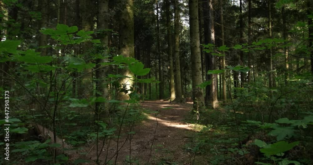 Tall forest trees low angle slider shot. Framed by green leaf branches. Daytime Summer. Real time no people Tall forest trees low angle slider shot. Framed by green leaf branches. Daytime Summer. Real time no people