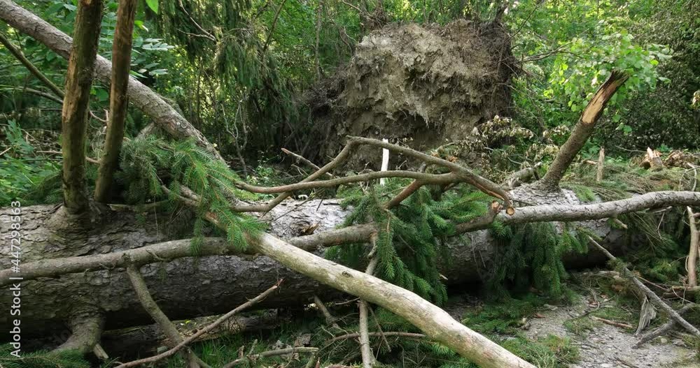 Very large forest tree uprooted by summer storm winds. Slider shot, real time, no people Very large forest tree uprooted by summer storm winds. Slider shot, real time, no people