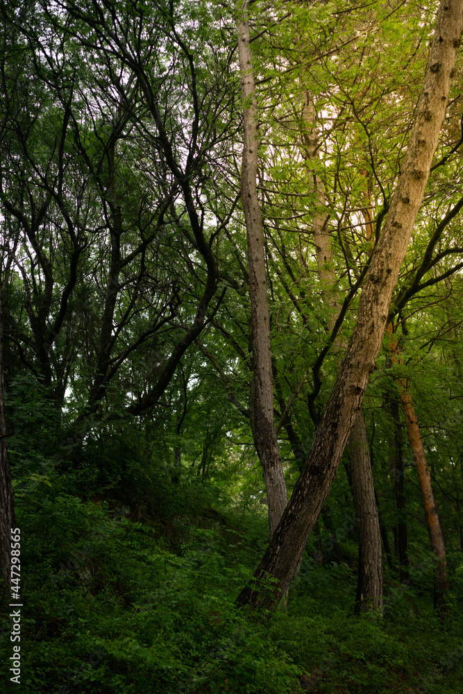 Fototapeta premium Aerial view of summer green trees in forest in mountains. Forest Tree Woods.
