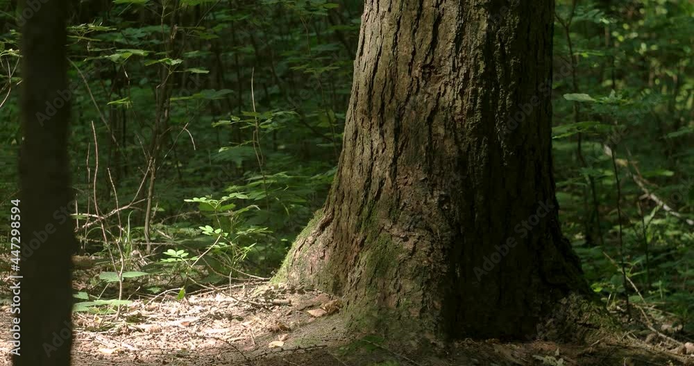 Large forest tree trunk bottom close up telephoto slider shot. Real time, no people, summer day time, low angle Large forest tree trunk bottom close up telephoto slider shot. Real time, no people, summer day time, low angle