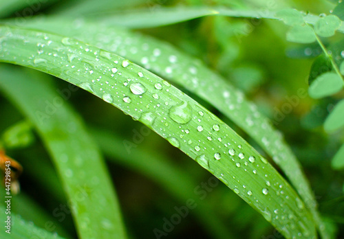 Green grass after the rain. Raindrops on the grass. Grass stalks after the rain.