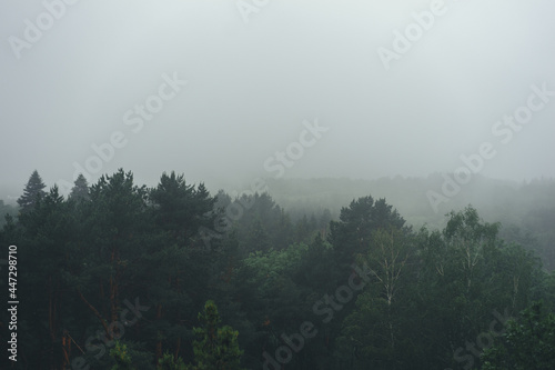 Aerial view of summer green trees in forest in mountains. Forest Tree Woods.
