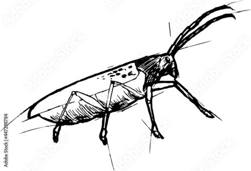 Black and white sketch of a beetle