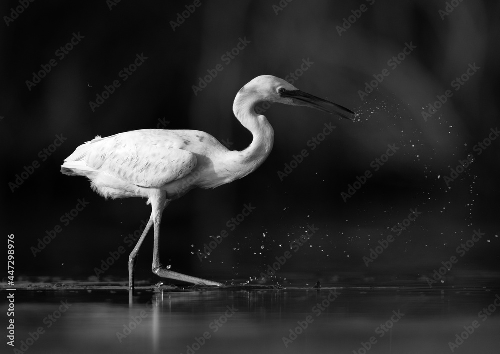 Obraz premium Portrait of a Western reef egret white morphed fishing at Asker marsh, Bahrain
