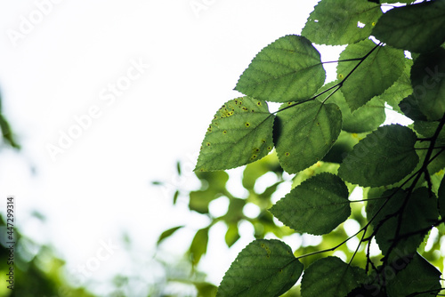 Green Leaves against the open sky 