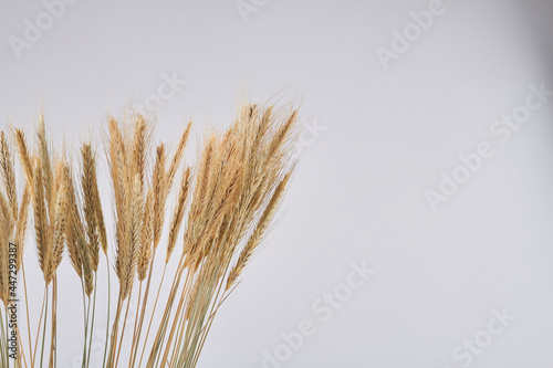 Wheat cereals and copy space on white background.