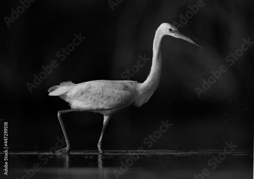 Closeup of a Western reef heron fishing at Asker marsh, Bahrain photo