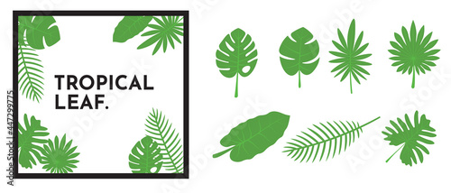 set of tropical leaf, Split Leaf Philodendron, Areca Palm, aralia etc 