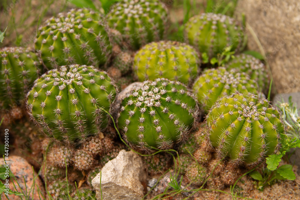 natural background prickly plant cactus close-up natural background prickly plant cactus close-up