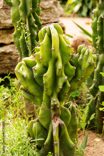 natural background prickly plant cactus close-up