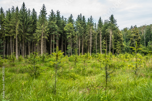 Wiederaufforstung durch Anpflanzen von Jungbäumen im Mischwald