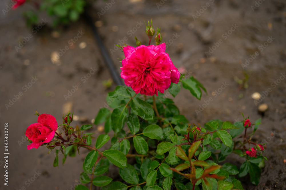 Rose flower garden. bouquet of fresh flowers in the outdoor. Rose flower garden. bouquet of fresh flowers in the outdoor.