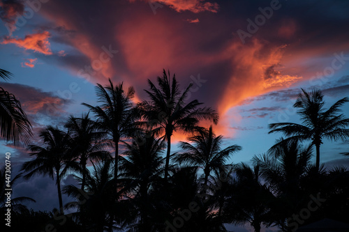 Fototapeta Naklejka Na Ścianę i Meble -  Palm trees silhouettes on tropical beach at vivid sunrise time