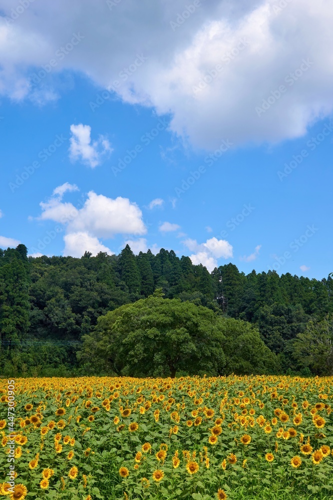 夏全開のひまわり畑　ミツバチ牧場　市原市