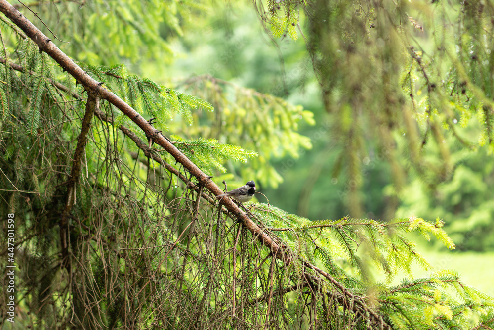 Little bird in forest. Close up portrait of an European bird on a wood trunk in a forest during summer. Little bird in forest. Close up portrait of an European bird on a wood trunk in a forest during summer.