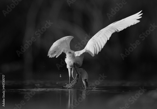 Western reef heron fishing at Asker marsh, Bahrain photo