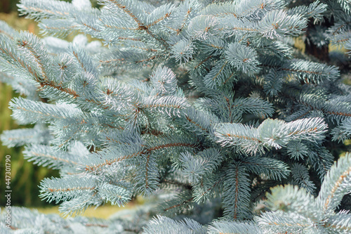Close-up of light blue spruce branches. Selective focus