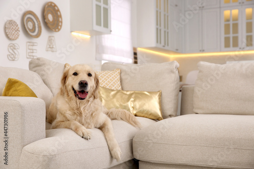Fototapeta Naklejka Na Ścianę i Meble -  Modern living room interior. Cute Golden Labrador Retriever on couch