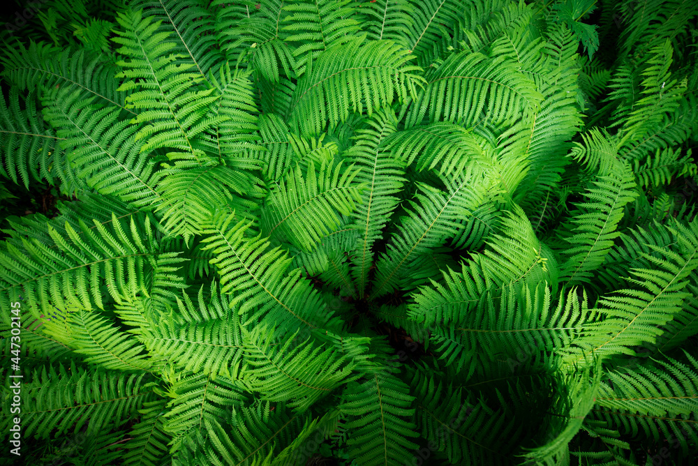 background image of a dense bush of green fern background image of a dense bush of green fern