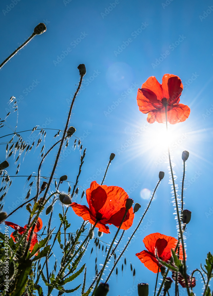 Obraz premium View Up In A Natural Flower Meadow With Red Poppy And Bright Sun