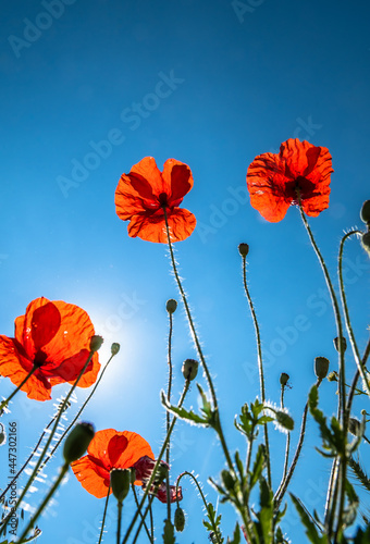 View Up In A Natural Flower Meadow With Red Poppy And Bright Sun
