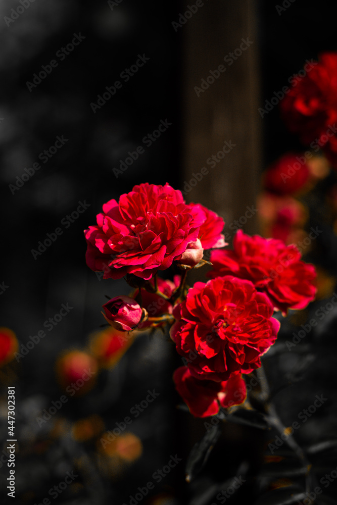 Obraz premium Red roses