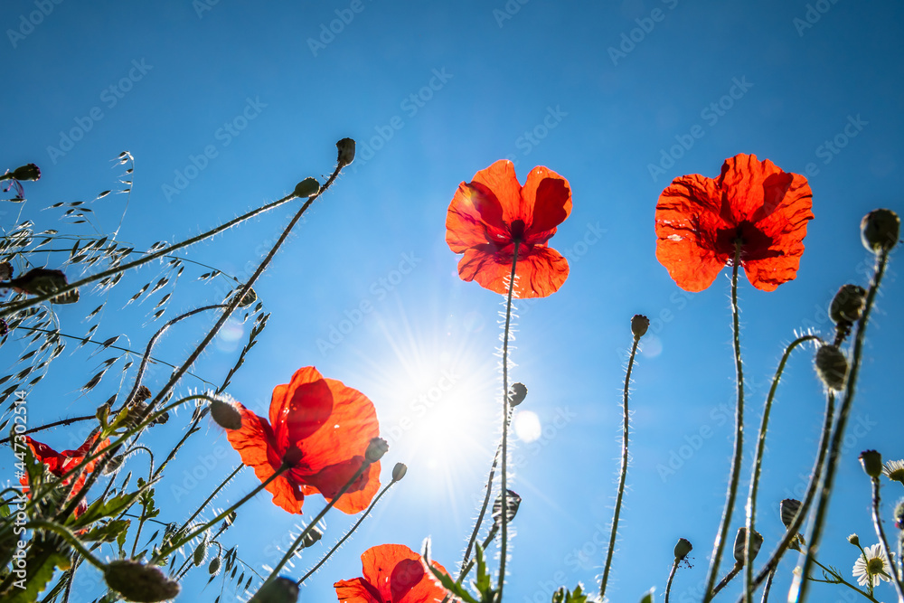 Obraz premium View Up In A Natural Flower Meadow With Red Poppy And Bright Sun