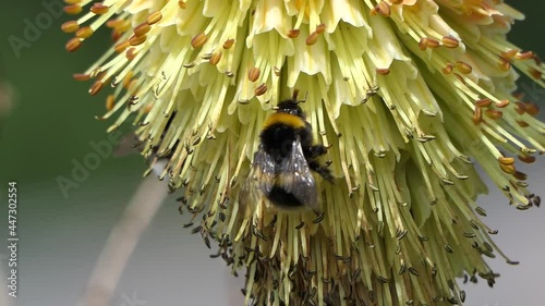 Bee on a Red Hot Poker in summet photo