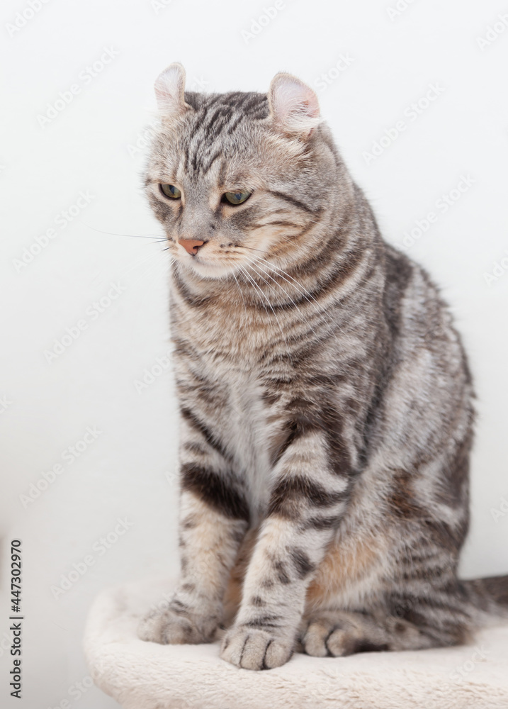 American curl cat breed Silver tabby color with ears rolled up American curl cat breed Silver tabby color with ears rolled up