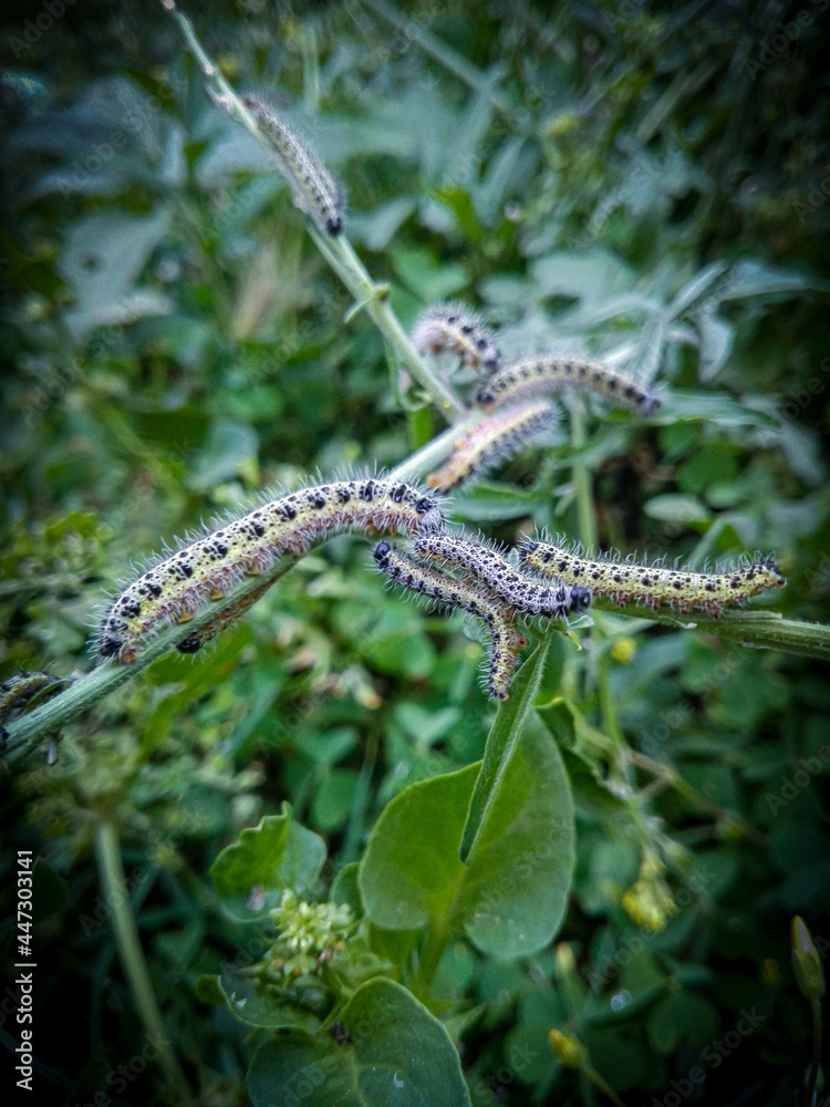 Fototapeta premium Slug on a branch