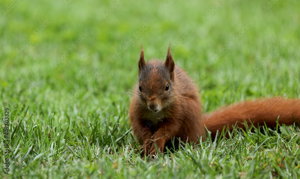 Squirrel sits on a meadow in the grass Squirrel sits on a meadow in the grass