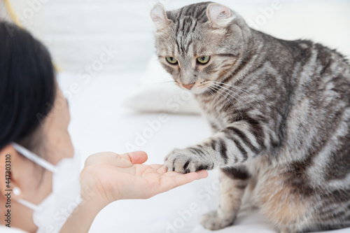 Photo Give me your hand for promise , Woman asking to shake hands with a cat