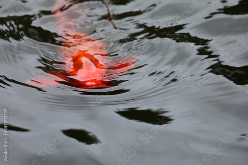 Koi fish swimming in a pond