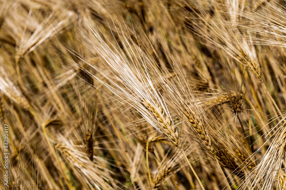 Golden Wheat Field With Ripe Ears In Summer Golden Wheat Field With Ripe Ears In Summer