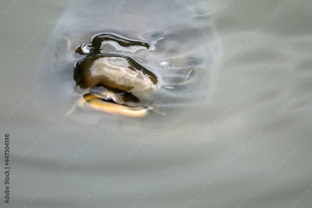 Carp mirror carp fish floating in the water Carp mirror carp fish floating in the water