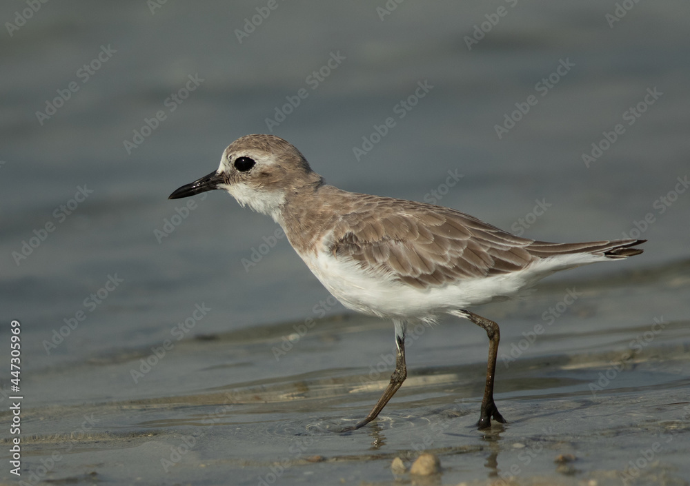 Obraz premium Portrait of a Greater sand plover at Busaiteen coast of Bahrain